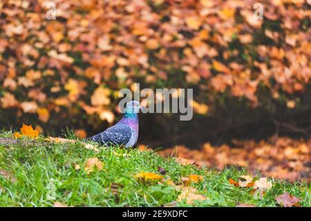 Eine Taube steht auf Gras in Herbstlandschaft mit gefallen Blätter Stockfoto