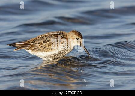 dunlin, Calidris alpina, Fütterung in seichtem Wasser, Norfolk, England, Vereinigtes Königreich Stockfoto