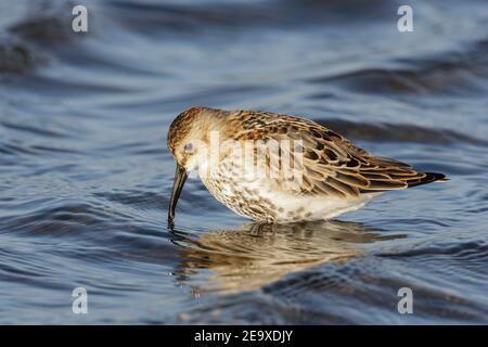 dunlin, Calidris alpina, Fütterung in seichtem Wasser, Norfolk, England, Vereinigtes Königreich Stockfoto