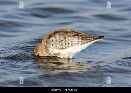 dunlin, Calidris alpina, Fütterung in seichtem Wasser, Norfolk, England, Vereinigtes Königreich Stockfoto