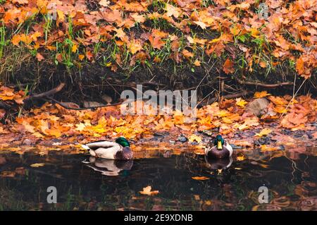 Ein paar Stadtenten, die sich in der Nähe des Teichs ausruhen Herbstlicher Hintergrund von gefallenen Ahornblättern Stockfoto