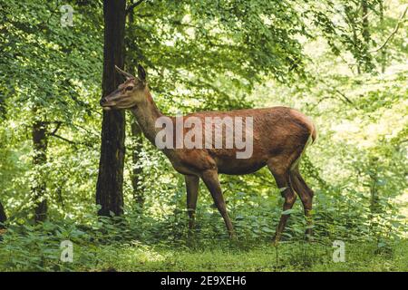 Einzelner Rothirsch auf einer grünen Lichtung. Tiermotiv. Wildpark in Warstein, Deutschland Stockfoto