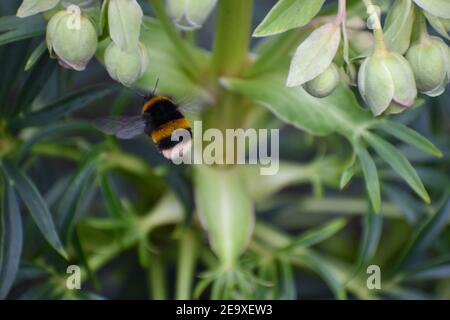 Eine bombus lucorum-Weißschwanzbiene. Bienen sind häufiger in nördlichen Teilen, sondern auch in Island Großbritannien Futter und Futter auf Nektar oder Pollen gefunden Stockfoto