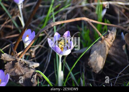 Ein Buff-tailed Hummel bestäubt Krokus im Garten Croci Stellen Sie wertvolle Nahrungsquelle für frühe Insekten und gut naturalisieren In Rasen und Grenzen Stockfoto