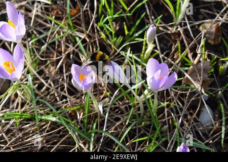 Weiße Schwanzhummel sammelt Pollen von Krokussen, um ihre zu füttern Jung die Biene macht Honig für sich durch den Sommer Es Ist ein großes Insekt mit Elfenbeinbum Stockfoto