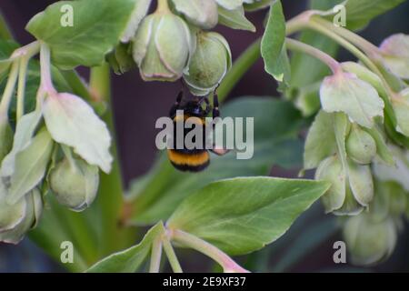 Eine Hummel, die auf stinkenden Hellebore-Biene auf der Nahrungssuche ist, ist ein fliegender Insekt sammeln Nektar und Bestäuberpflanzen Es ist gelb und Schwarz mit einem ausgeprägten Buzz Stockfoto