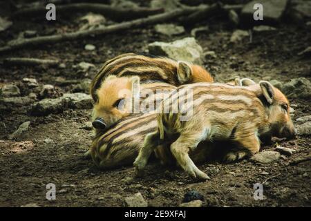 Junge Wildschweine in Tiergehege. Tiermotiv. Wildpark in Warstein, Deutschland Stockfoto