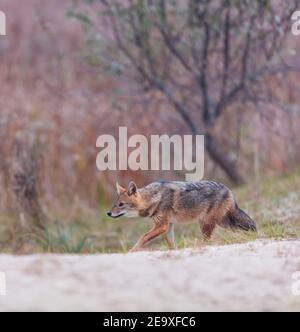 Goldschakal - CHACAL DORADO (Canis aureus), Donaudelta - DELTA DEL DANUBIO, Ramsar-Feuchtgebiet, UNESCO-Weltkulturerbe, Tulcea County, Rumänien, E Stockfoto