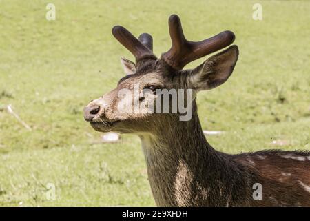Single sika Hirsch an einem sonnigen Tag. Tiermotiv. Wildpark in Warstein, Deutschland Stockfoto