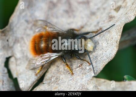 Nahaufnahme eines männlichen roten Maurerbienen, Osmia cornuta auf einem toten Blatt Stockfoto