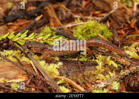 Die gemeine Ensatina, Ensatina eschschschscholtzii oregonensis aus Nord-oregon Stockfoto