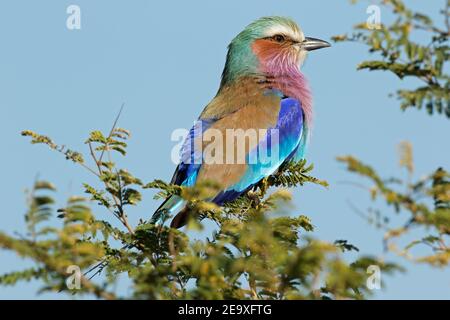 Fliederwalze (Coratias caudata) auf einem Baum, Kruger National Park, Südafrika Stockfoto