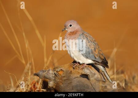 Eine lachende Taube (Spilopelia senegalensis) in natürlichem Lebensraum, Südafrika Stockfoto