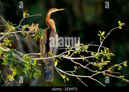 African Darter (Anhinga rufa) in einem Baum, Kruger National Park, Südafrika Stockfoto