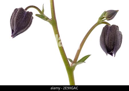 Knospen der aquilegia Blume, Blüte des Einzugsgebiets Nahaufnahme, isoliert auf weißem Hintergrund Stockfoto