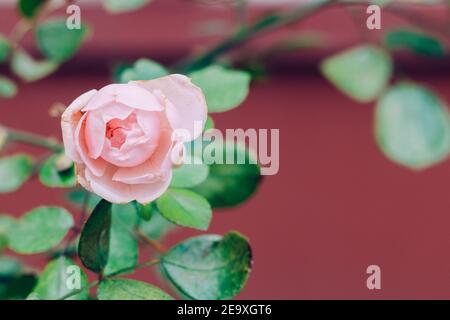 Zartrosa Gartenrose mit grünen Blättern auf einem burgunderroten Hintergrund, selektiver Fokus. Stockfoto