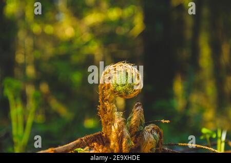 Farn sprießen im Frühlingswald.schöne Frühling Natur Landschaft.Nahaufnahme Spiralfarn Blätter im sonnigen Frühlingsmorgen.Konzept des Erwachens von Feder n Stockfoto