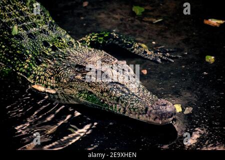 Krokodile (Unterfamilie Crocodylinae) oder echte Krokodile sind große semiaquatische Reptilien, die in den Tropen in Afrika, Asien, Amerika A leben Stockfoto