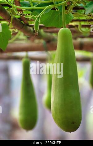 Calabash (Lagenaria siceraria), auch bekannt als Flaschenkürbis, Weißblütenkürbis, lange Melone, Neuguineabean und Tasmanische Bohne Stockfoto