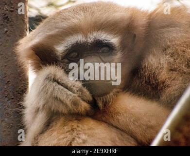 Emotion eines niedlichen Affen. Trauriger Affe. Stockfoto