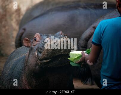 Nahaufnahme des Essenmoments des Hippopotamus. Stockfoto
