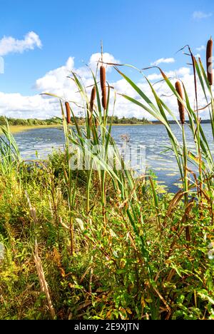 Binsen oder Rohrkolben auf dem Waldsee an sonnigen Tagen Stockfoto