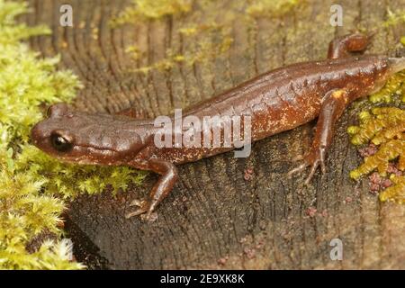 Eine gewöhnliche Enstaina, Ensatina eschschscholtzii oregonensis fehlt es Schwanz Stockfoto