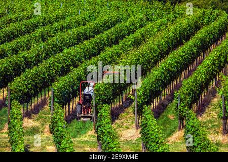 Winzer mit maschineller Beschneidung, Kaiserstuhl, Schwarzwald, Baden-Württemberg, Deutschland Stockfoto