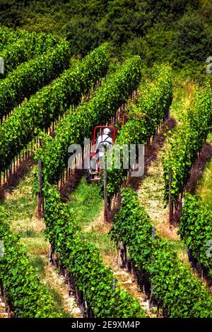 Winzer mit maschineller Beschneidung, Kaiserstuhl, Schwarzwald, Baden-Württemberg, Deutschland Stockfoto