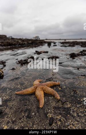 Edinburgh, Großbritannien. 06. Februar 2021 im Bild: Gruppen von Sea Stars (oder Star Fish) werden an den Strand von Wardie Bay bei Edinburgh gespült. Es wird vermutet, dass sie von den starken Winden, die Großbritannien treffen, an Land gespült werden. Kredit: Rich Dyson/Alamy Live Nachrichten Stockfoto