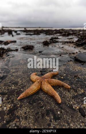 Edinburgh, Großbritannien. 06. Februar 2021 im Bild: Gruppen von Sea Stars (oder Star Fish) werden an den Strand von Wardie Bay bei Edinburgh gespült. Es wird vermutet, dass sie von den starken Winden, die Großbritannien treffen, an Land gespült werden. Kredit: Rich Dyson/Alamy Live Nachrichten Stockfoto