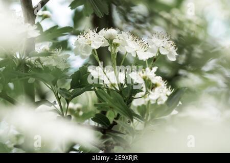 Weißdorn (Crataegus monogyna) Weiße Blüten im Frühling mit einem launischen Stil Stockfoto