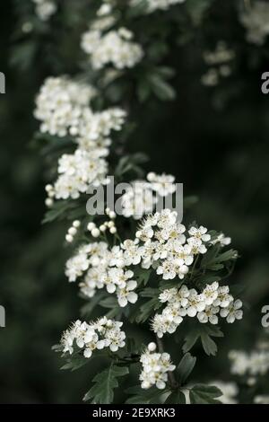 Weißdorn (Crataegus monogyna) Weiße Blüten im Frühling mit einem launischen Stil Stockfoto