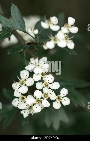 Weißdorn (Crataegus monogyna) Weiße Blüten im Frühling mit einem launischen Stil Stockfoto