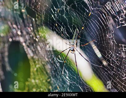 Große Spinne im Netz Stockfoto