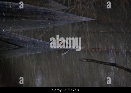 Kleine Schildkröte sitzt auf einem Holzstamm im Wasser und wärmt sich auf. Stockfoto