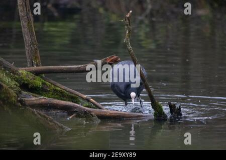 Der Coot beim Nahrungssuche trifft das Wasser mit seinem Fuß Stockfoto