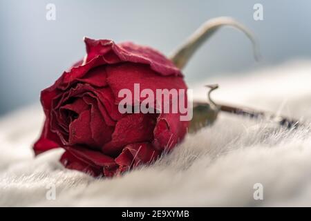 Nahaufnahme einer getrockneten roten Rose, die auf einem weißen Kunstfell liegt. Stockfoto