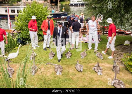 Swan Upping am Ufer der Themse bei Henley auf der Themse, Oxfordshire, England, GB, Großbritannien Stockfoto