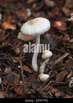 Inocybe lilacina (Inocybe geophylla var. lilacina), bekannt als Lilac FiberCap, Wildpilze aus Finnland Stockfoto