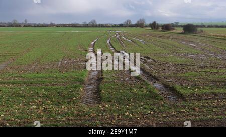 Englische Ackerland im Winter am nassen Tag zeigt Traktorreifen Titel Stockfoto