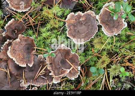 Phellodon connatus, auch bekannt als Phellodon melaleucus, allgemein als grauer Zahn, Wildpilz aus Finnland Stockfoto