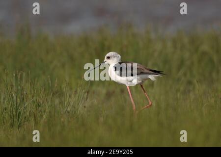 Black-winged Stilt ( Himantopus himantopus ) Spaziergang durch wachsende Schilf in flachen Gewässern, Tierwelt, Europa. Stockfoto