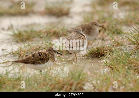 Temmincks Stint ( Calidris temminckii ), kleine Herde, wandernde, in einer Schlammflat ruhende, am wattenmeer, Wildtiere, Europa. Stockfoto