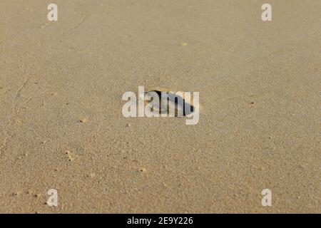 Ein kleiner dunkelgrauer Kieselstein an einem gelben Sandstrand an einem heißen, sonnigen Sommertag. Stockfoto