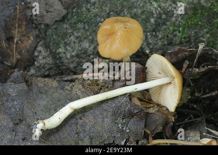 Pholiotina cyanopus, ein Psilocybin-Pilz mit keinem gemeinsamen englischen Namen, der in Finnland wild wächst Stockfoto