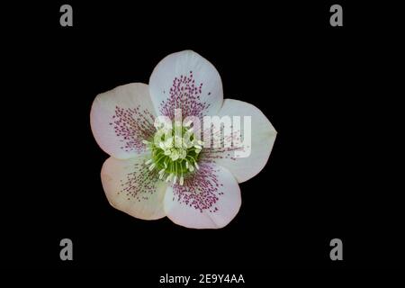 Hellebore (Weihnachtsrose) isoliert auf schwarzem Hintergrund Stockfoto