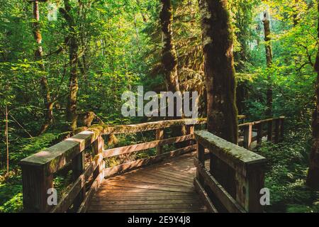 Geheimnisvoller Pfad im magischen Wald. Holzboardwalk Trail durch Wildwood Recreation Area, Oregon, USA. Stockfoto