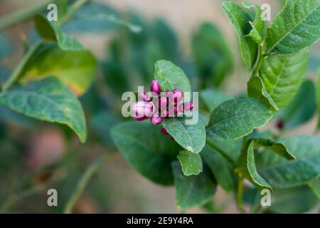 Nahaufnahme der lila Farbe Blumen einer Zitrone, die Hält Früchte für 12 Monate Stockfoto