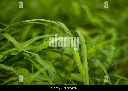 Grünes Gras Blätter mit Tautropfen in der Morgensonne und Grüner Hintergrund Stockfoto